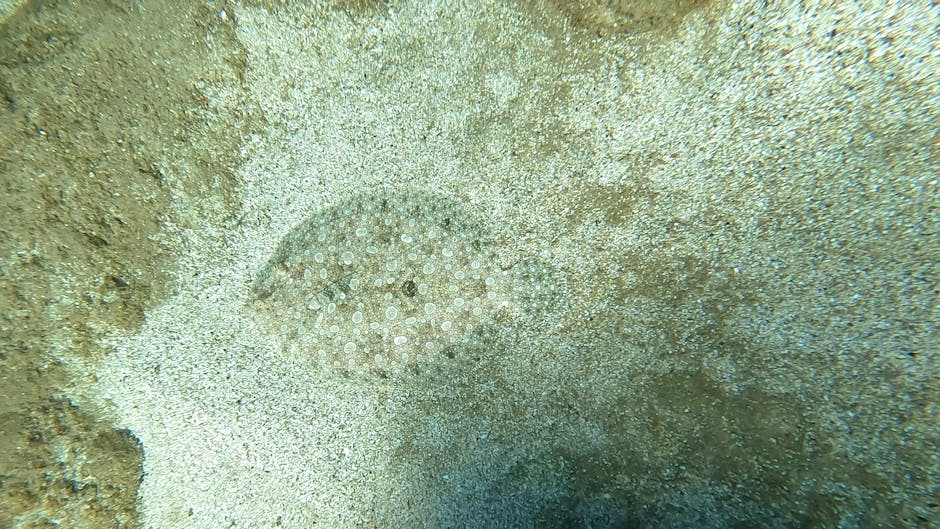 A close-up underwater photograph showing a small, round, pale-colored sea urchin with numerous tiny spines, resting on a sandy seabed mixed with light and dark grains. The background features textured
